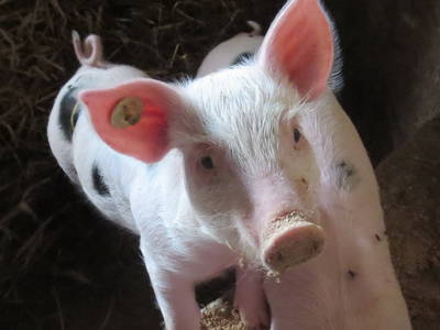 Bild 9 aus  Ferienhof Feinen