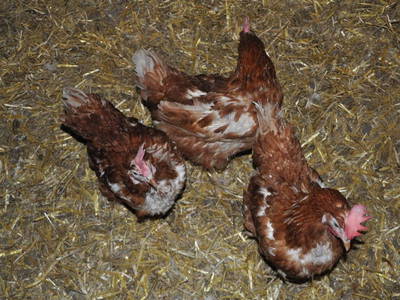 Eier von unseren Hühner darf man sich selber suchen. Die Kinder lieben es.