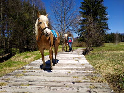 Bild 14 aus  Ferienhof Landhaus Guglhupf