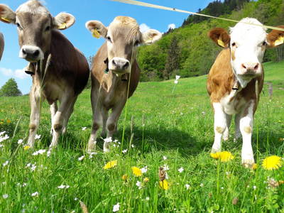 Bild 24 aus  Landhaus Schraudolf, Inh. Christine Vogler