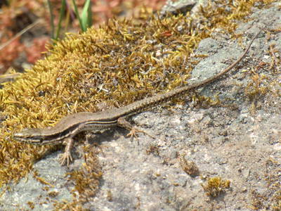 Die Mauereidechse "Blitz" auf den Felsen am Bachlauf