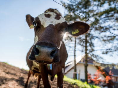 Bild 37 aus  Schweizermichelhof