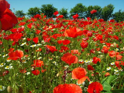 Bild 16 aus  Gut Hohenhain