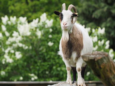 Bild 16 aus  Cohrshof