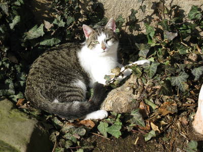 Bild 23 aus  Hof Carmshausen & Pension Hotze