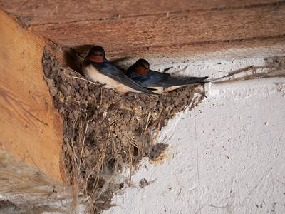 Bild 12 aus  Ferienhof Meinerdingen GbR