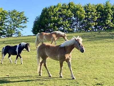 Bild 86 aus  Ferienhof Messer  Bauernhofurlaub  Ostseenähe  Ponys