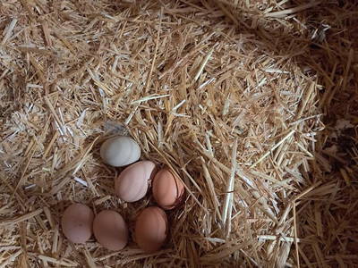 Bild 29 aus  Bauernhof Härtel