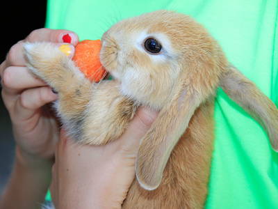 Bild 14 aus  Stroblhof