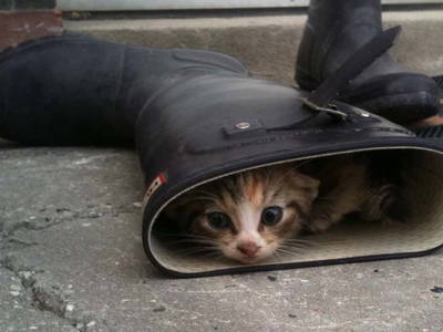 Bild 13 aus  Houdam Farm