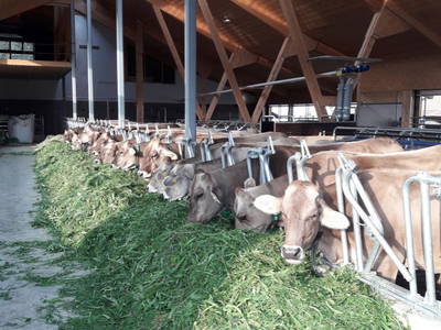 Die Kühe im neuen Laufstall