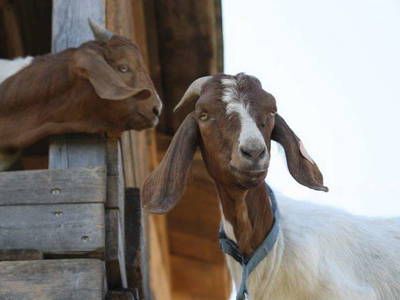 Bild 59 aus  Pirchnerhof