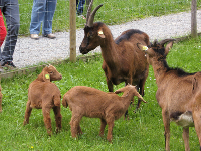 Bild 12 aus  Hanselehof