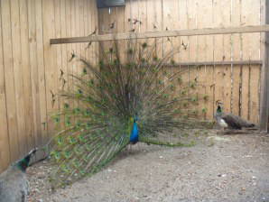 Bild 10 aus  Landhaus Wehmhoff