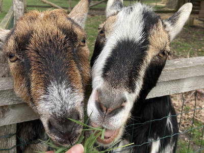 Bild 2 aus  Neulandhof-Spöring