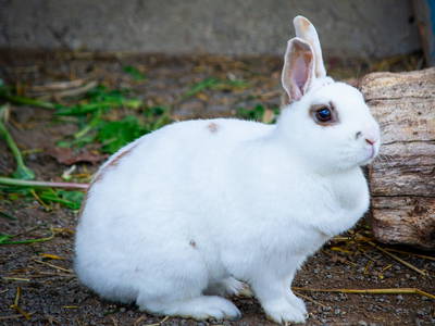 Bild 16 aus  Mitteltalhof "Lebensraum mit Vision"