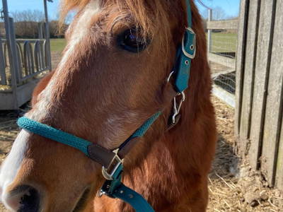 Bild 14 aus  Ferienhof Sell Bauernhofurlaub Ostsee Ponys