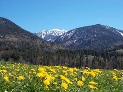 Bild 3 aus  Cölestinhof