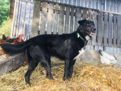 Bild 28 aus  Vogtbenedikthof im Schwarzwald