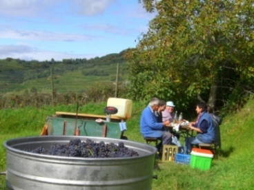 Bild 8 aus  Winzerhof