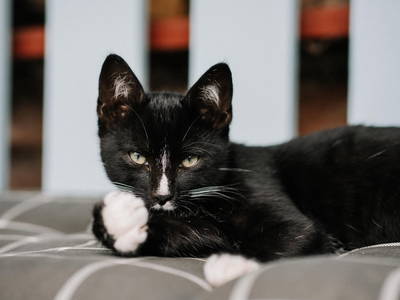 Bild 13 aus  LandSelection Märchen-Kinderbauernhof Ponyhof  -  Weidelshof                    Kassel-Edersee-Berge