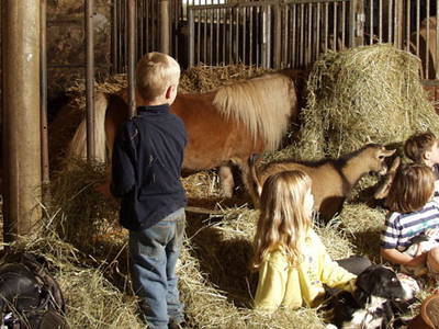 Bild 6 aus  Gasthof zum Grünen Baum