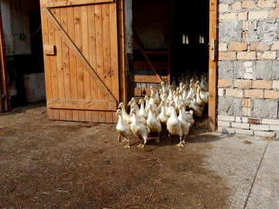 Bild 29 aus  Gut Boltenhof