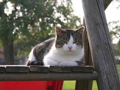 Bild 16 aus  Ferienhof Markhart