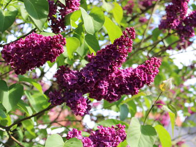 Bild 12 aus  Bauernhofurlaub auf Larbigs Art