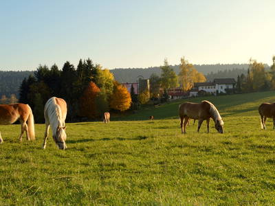 Bild 2 aus  Sternenhof