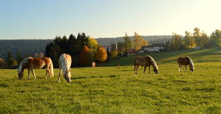 Sternenhof aus Loßburg