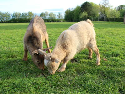 Bild 3 aus  Nygaardferie