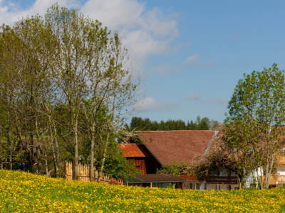 Bild 5 aus  Am Holderbusch