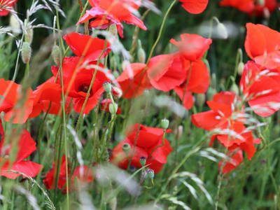 Bild 17 aus  Ökologisches Wein- und Sektgut