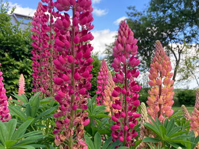 Bild 7 aus  Ostsee Lodge Lippingau