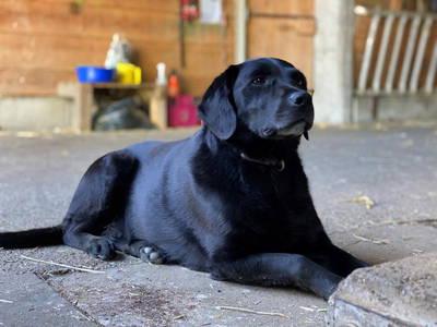 Bild 55 aus  Familien-Bauernhofurlaub im Herzen der Schweiz