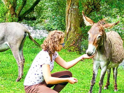 Bild 14 aus  Hubertushof, der Bilderbuchbauernhof