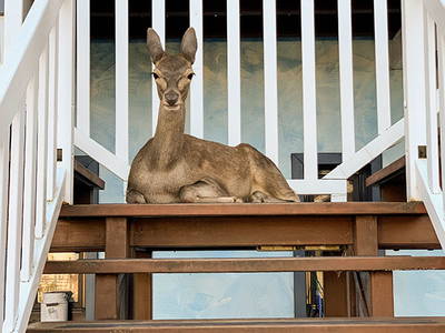 Bild 19 aus  Gutshof Dragefeld