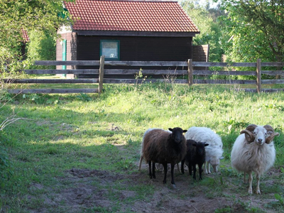 Bild 5 aus  Waldhof Bruchmühle