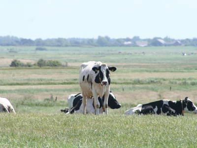 Bild 22 aus  Lindenhof