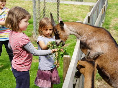 Unsere Ziegen lassen es sich schmecken!