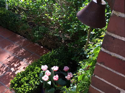 Bild 14 aus  Nase im Wind