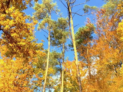 Bild 11 aus  Reiterhof Obere Mühle