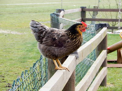 Bild 34 aus  Ferienhof   Witte Haubarg                -  2025 Beliebtester Ferienhof für Familienurlaub