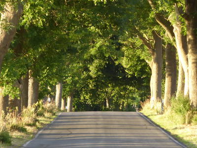 Bild 31 aus  Ferienhaus Gut Rattelvitz-INSEL RÜGEN