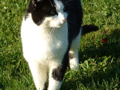 Bild 15 aus  Hubertushof Steidle