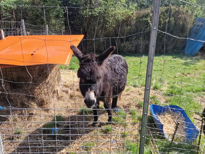 Bild 61 aus  Langenhof im Schwarzwald bei Oppenau