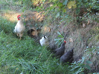 Bild 20 aus  Hof Sassen