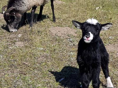 Bild 18 aus  Biber Ferienhof