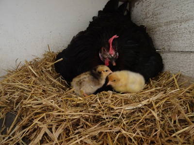 Bild 39 aus  Ferienhof Lochau